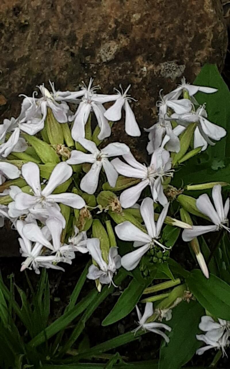 Săpunăriță (Saponaria officinalis)