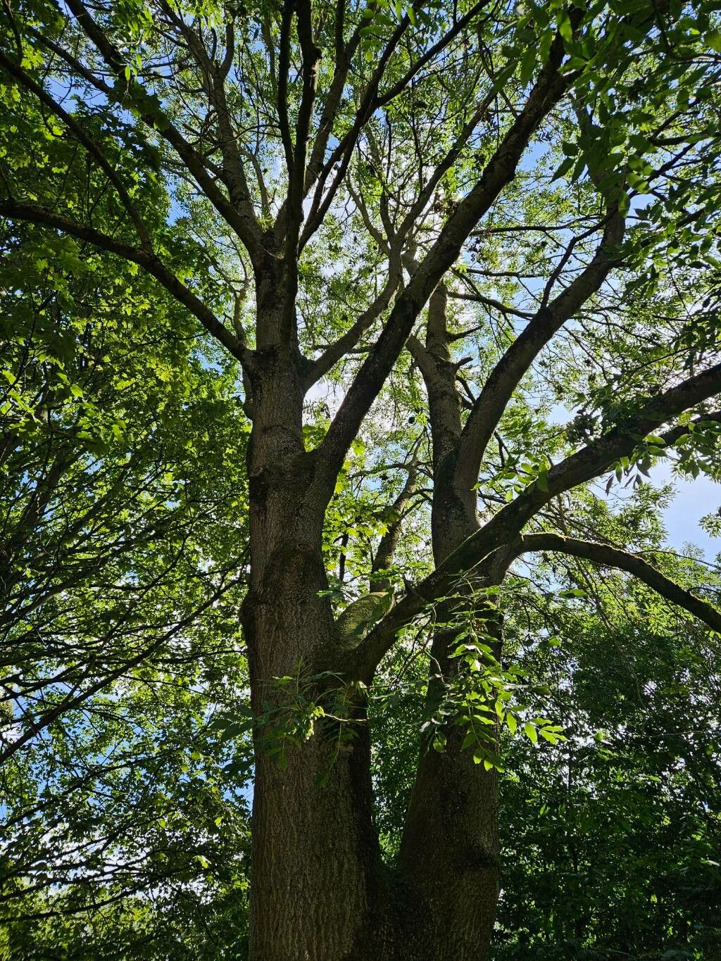 Frasin (Fraxinus excelsior) (rădăcină ambalată, DISPONIBIL DIN sfârșitul octombrie)