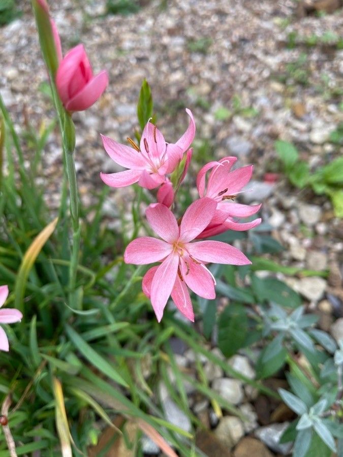 Gladiola de baltă (Schizostylis coccinea)