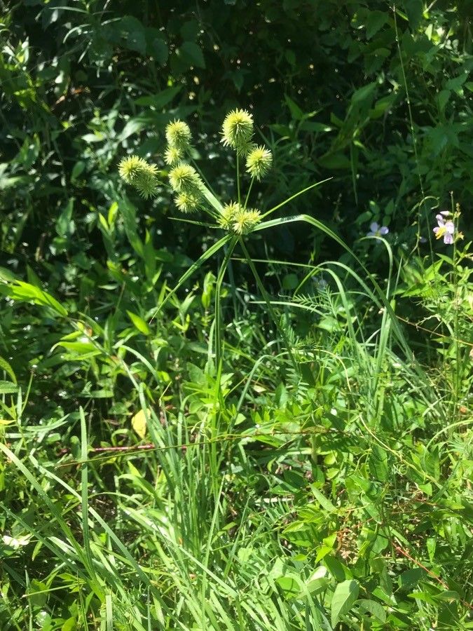 Papirusul sălbatic (Cyperus strigosus)
