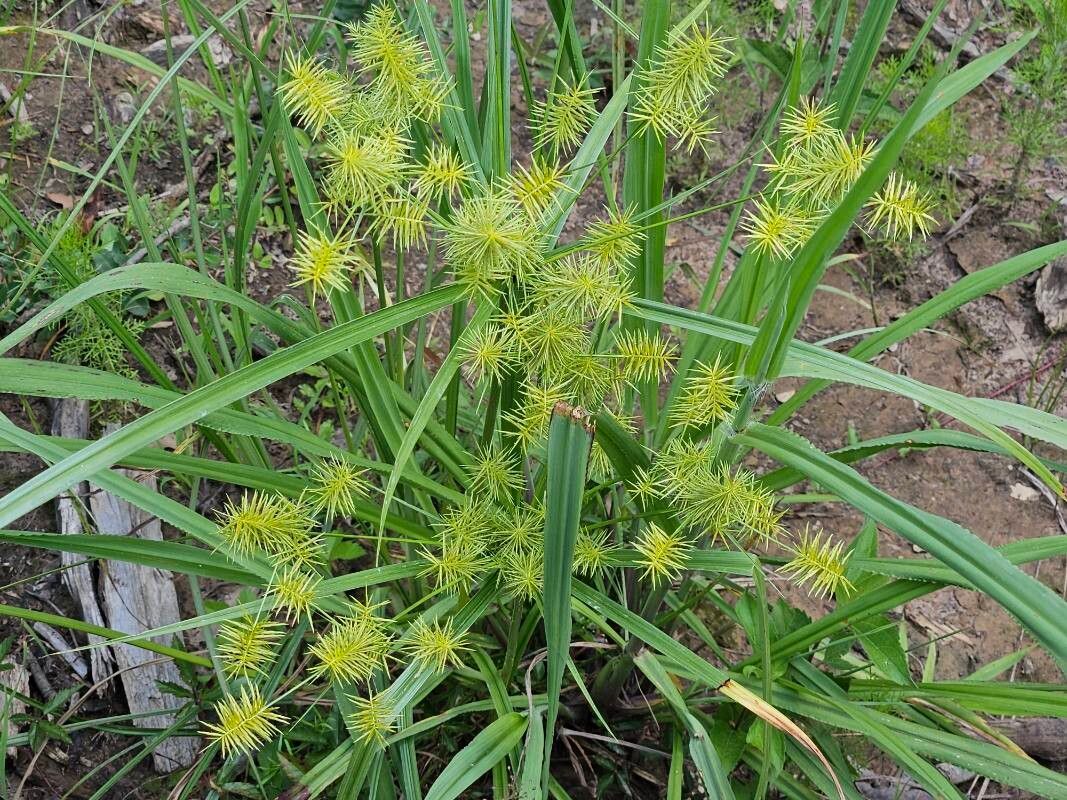 Papirusul sălbatic (Cyperus strigosus)