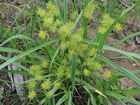 Papirusul sălbatic (Cyperus strigosus)