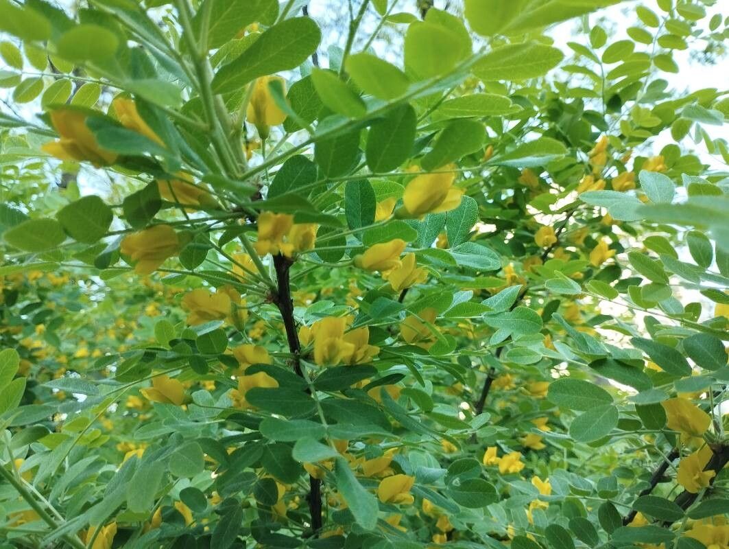 Salcâm galben siberian (Caragana arborescens)