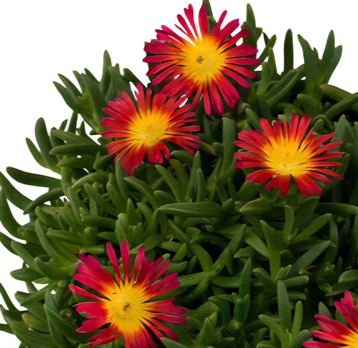 Floarea de gheață roșu și galben (Delosperma cooperi)