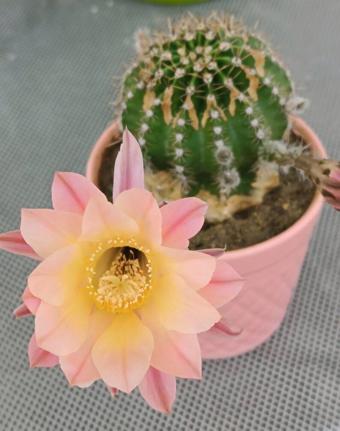Cactusul crin roz (Echinopsis oxygona)