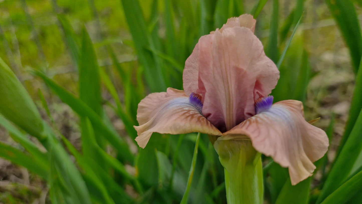 Iris pitic roz / Stânjenel (Iris pumila) (DISPONIBIL DIN AUGUST)