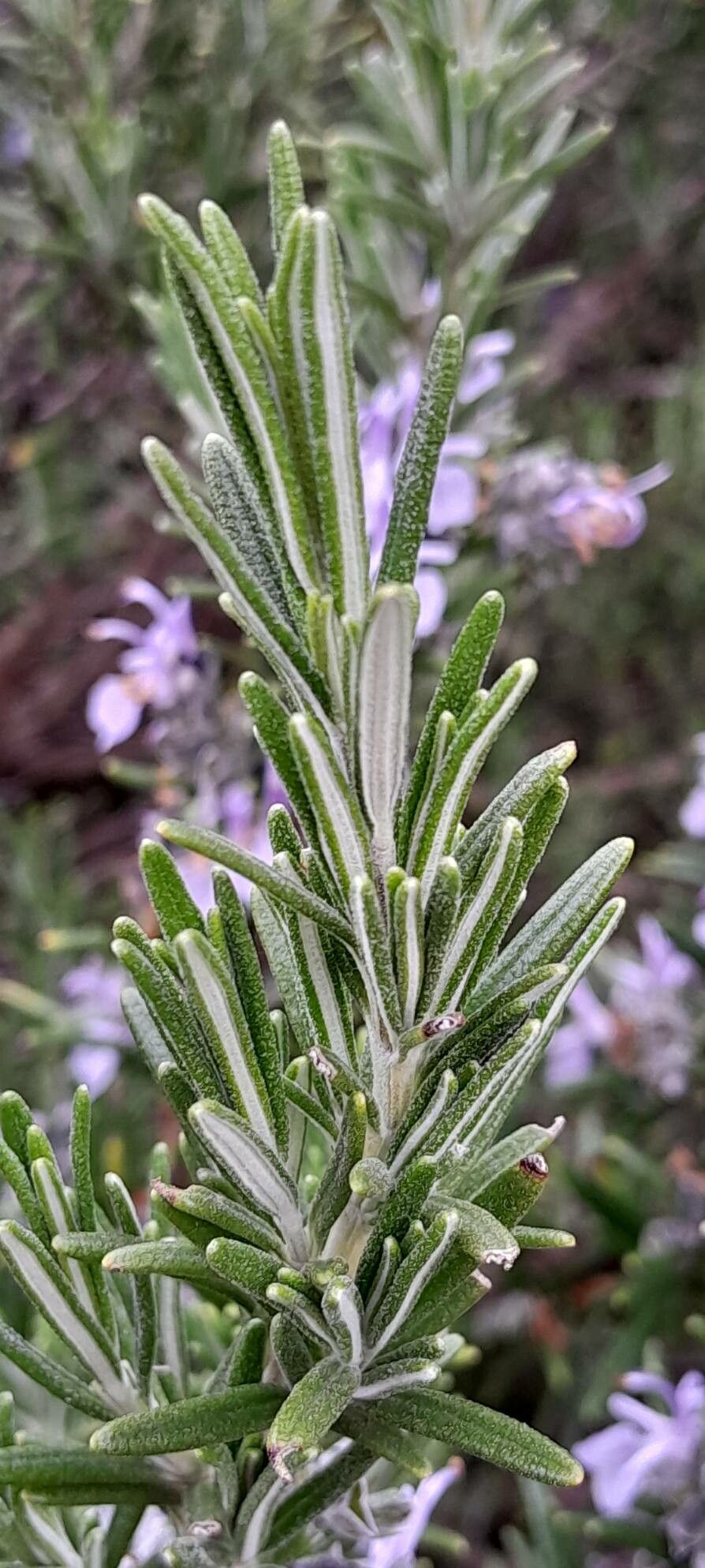 Rozmarinul (Salvia rosmarinus)