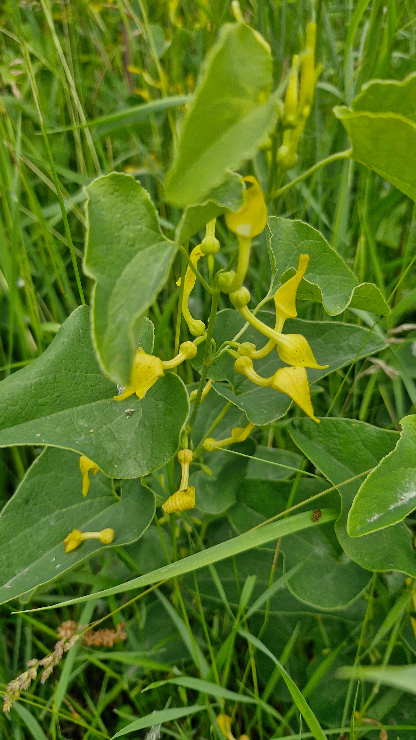 Mărul lupului (Aristolochia clematitis)