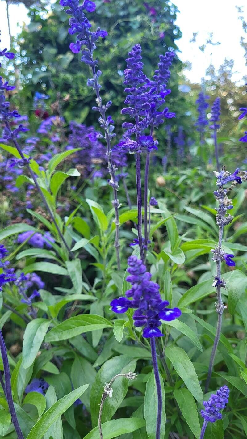 Salvia Blue & Silver Victoria (Salvia farinacea)