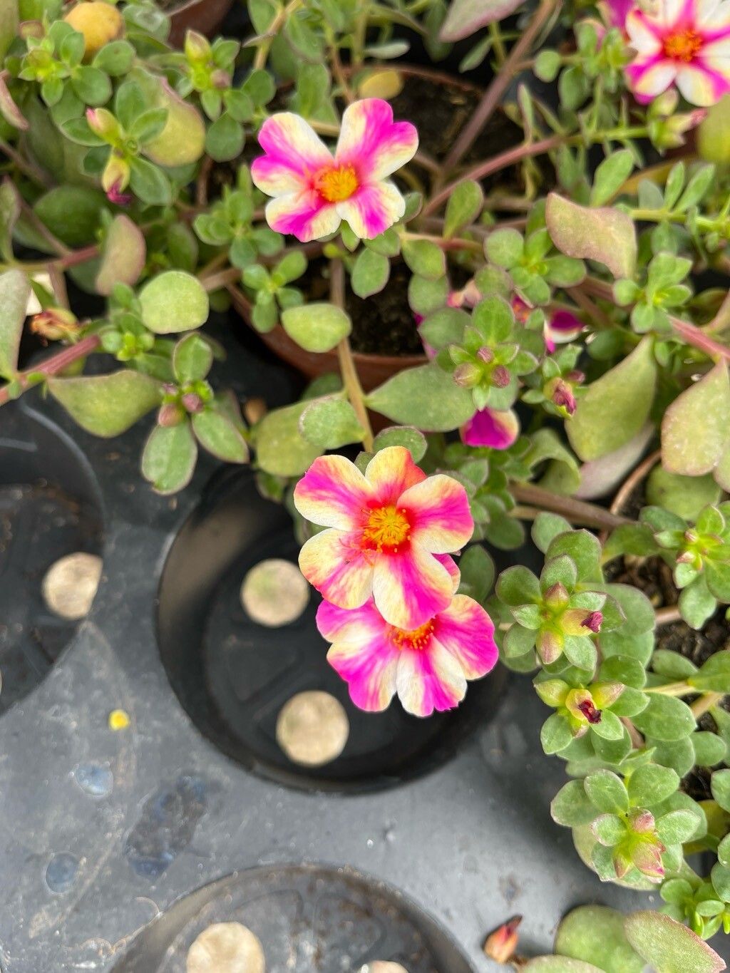 Floarea soarelui de piatră / Flori de piatră / Ghețișoară perenă (Portulaca umbraticola)