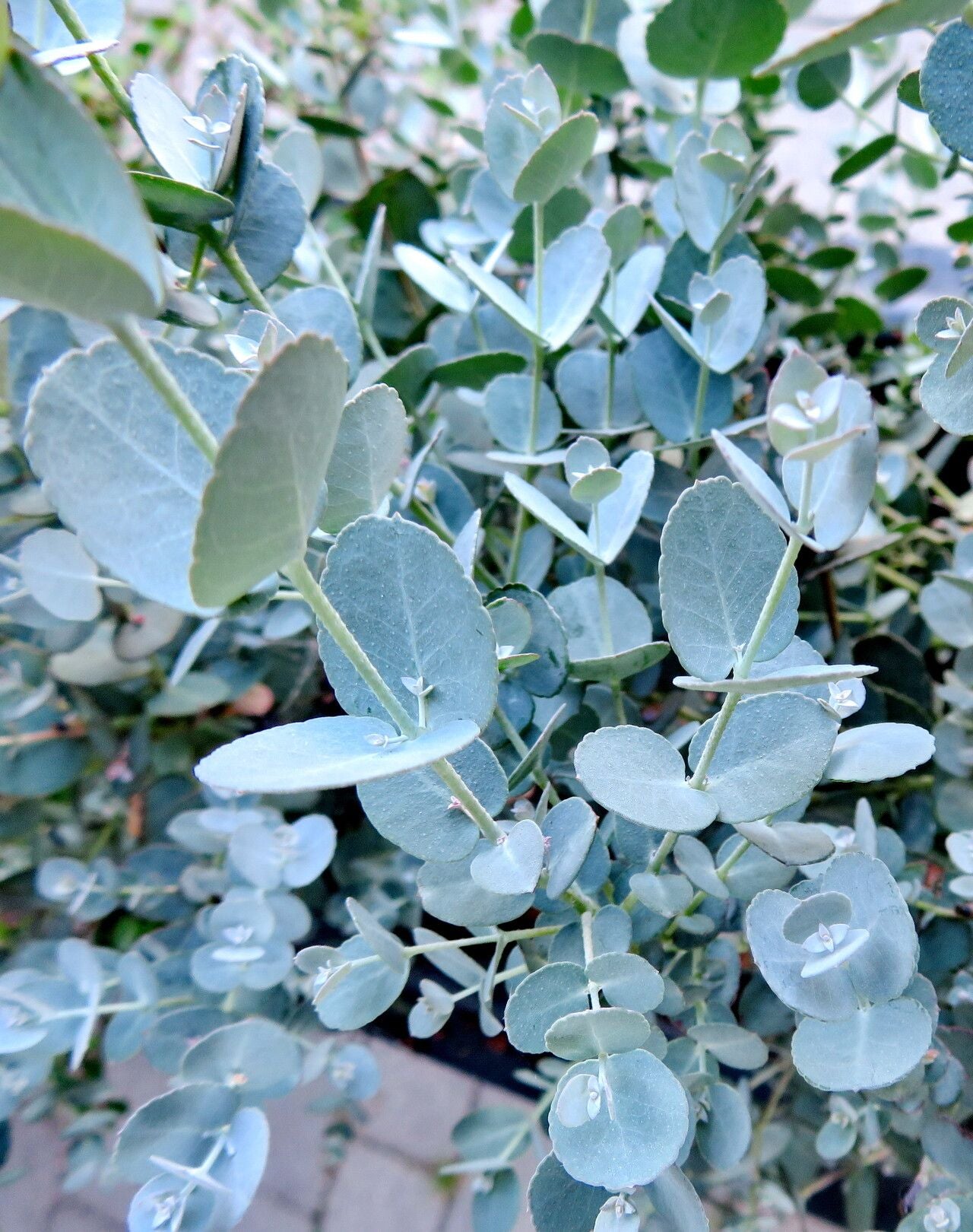 Eucaliptul argintiu (Eucalyptus cinerea 'Silver Dollar')