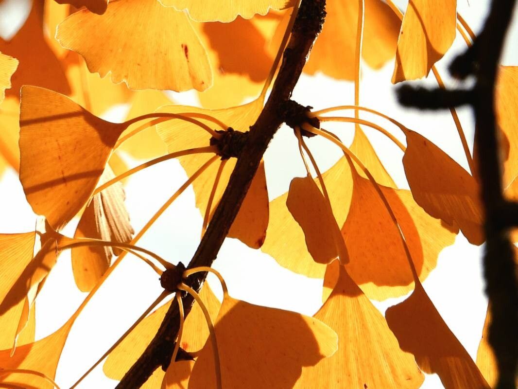 Arborele pagodelor (Ginkgo biloba)
