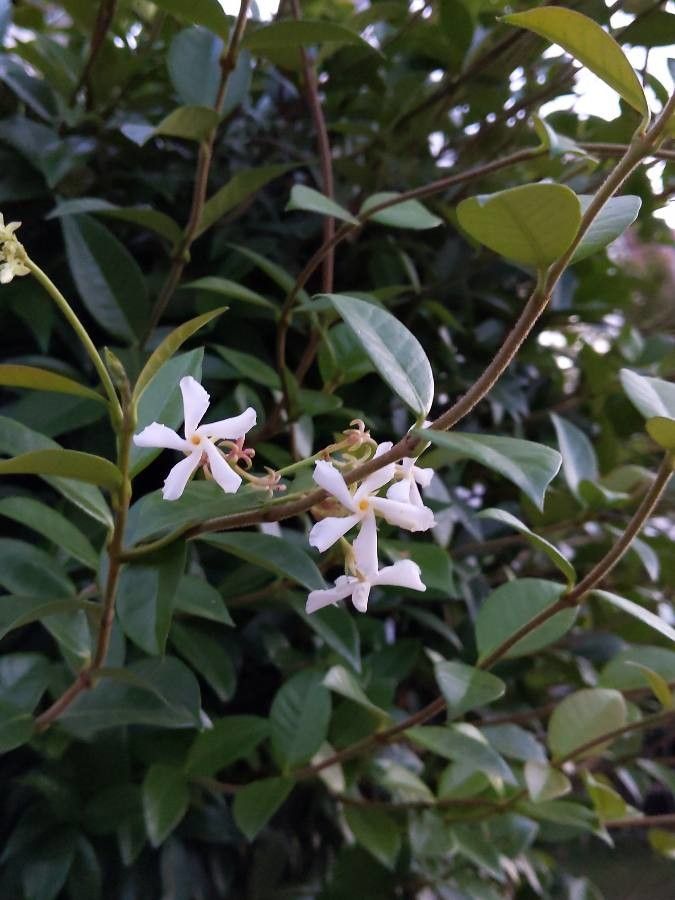 Iasomie stelată veșnic verde cu flori roz (Trachelospermum jasminoides)