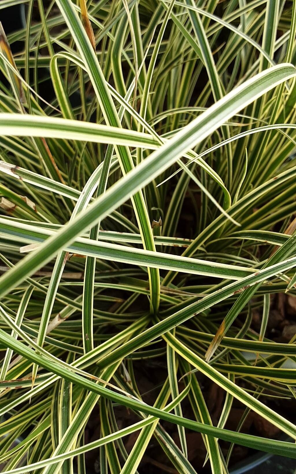 Panglinguță / Rogoz prestriț (Carex morrowii ‘Variegata’)