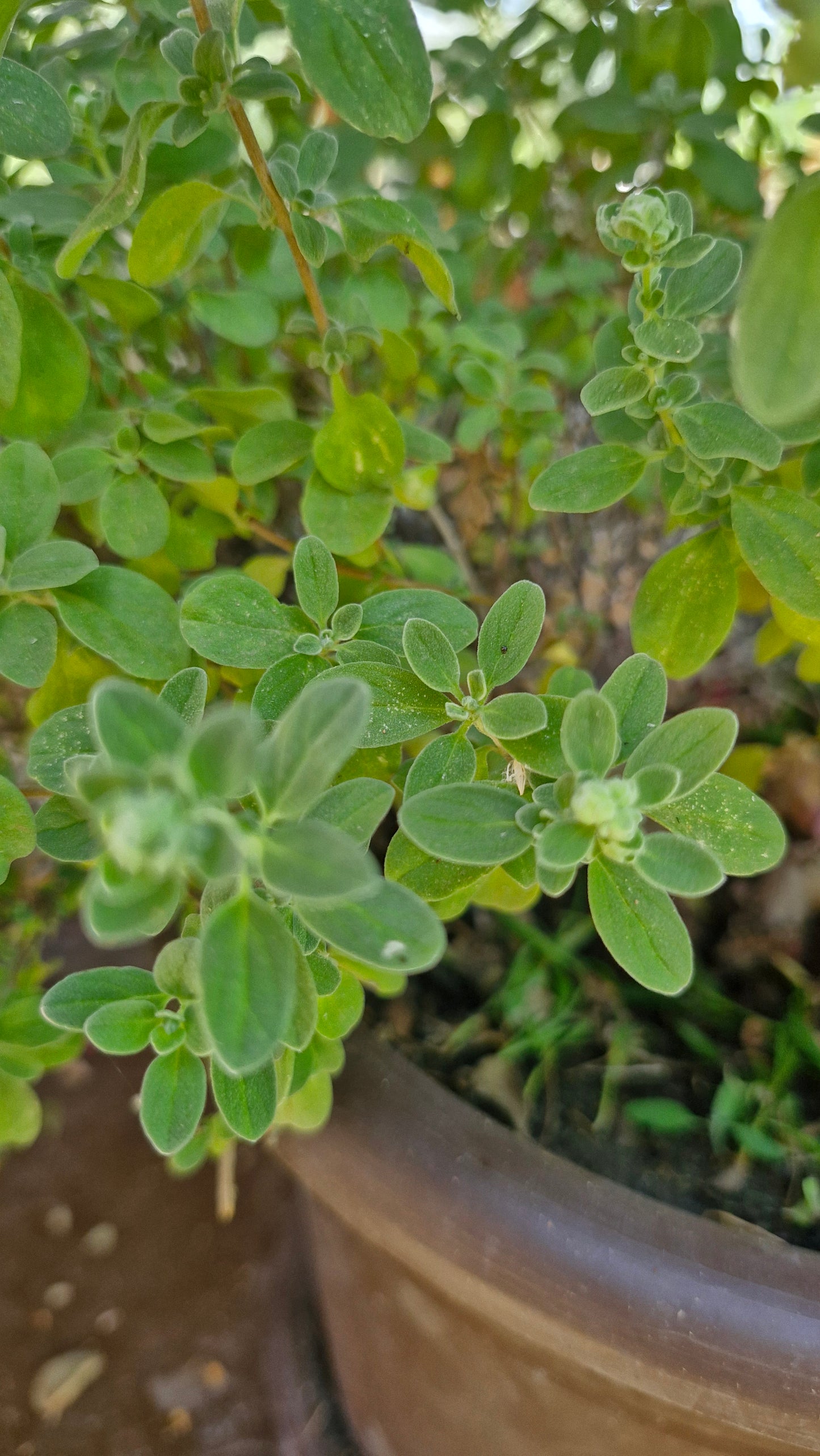 Măghiran / marjoran (Origanum majorana)