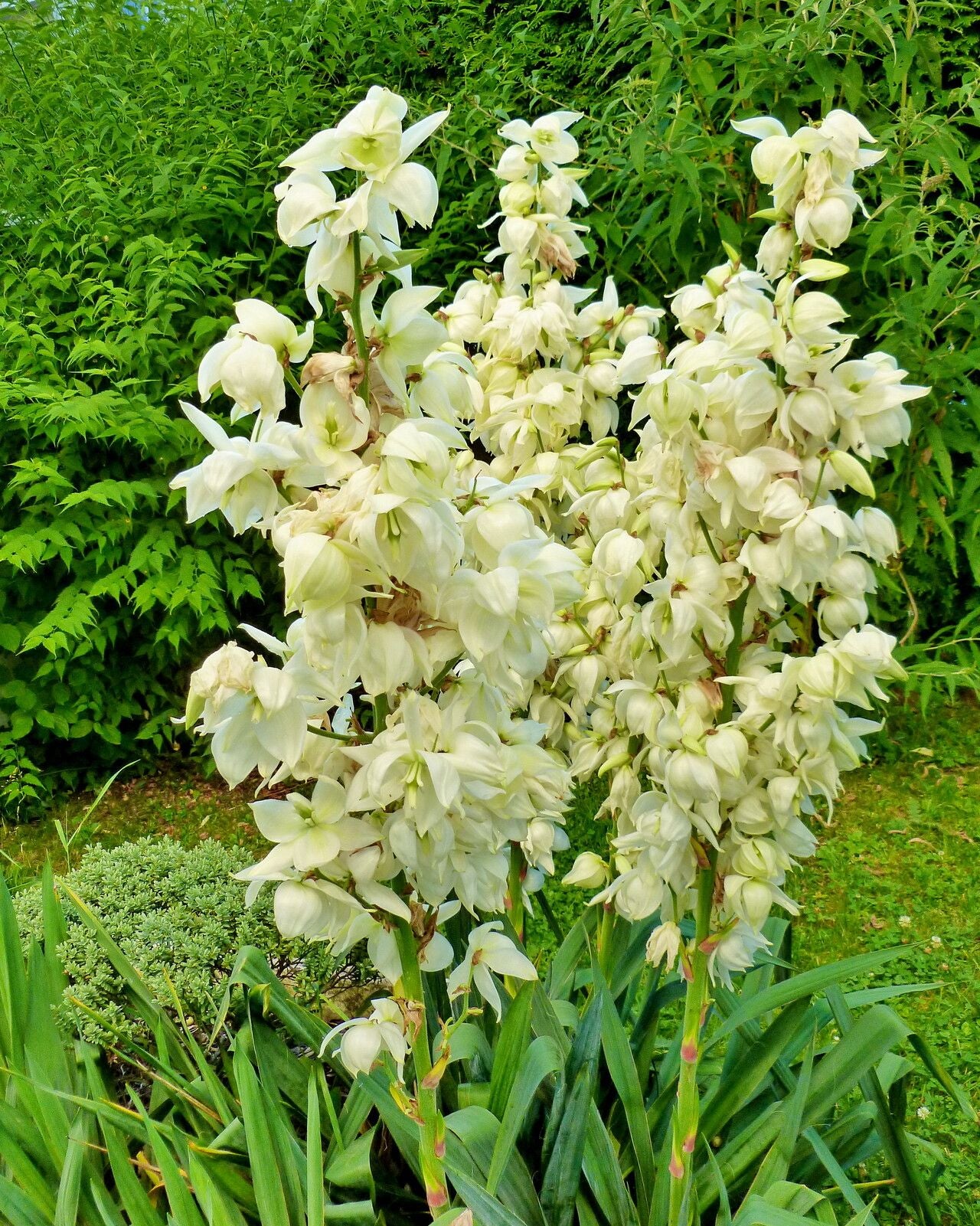 Yucca de grădină (Yucca filamentosa)