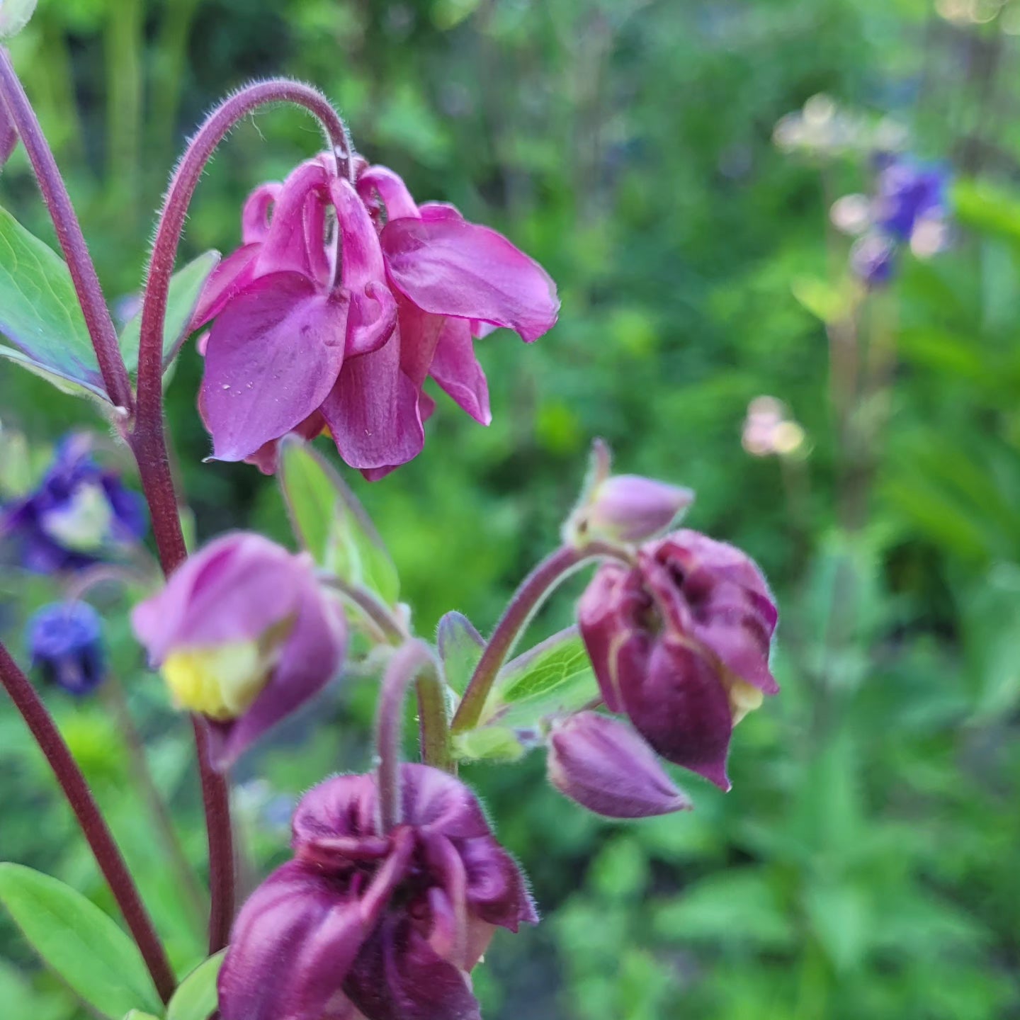 Căldărușe flori duble mix de culori (Aquilegia vulgaris)