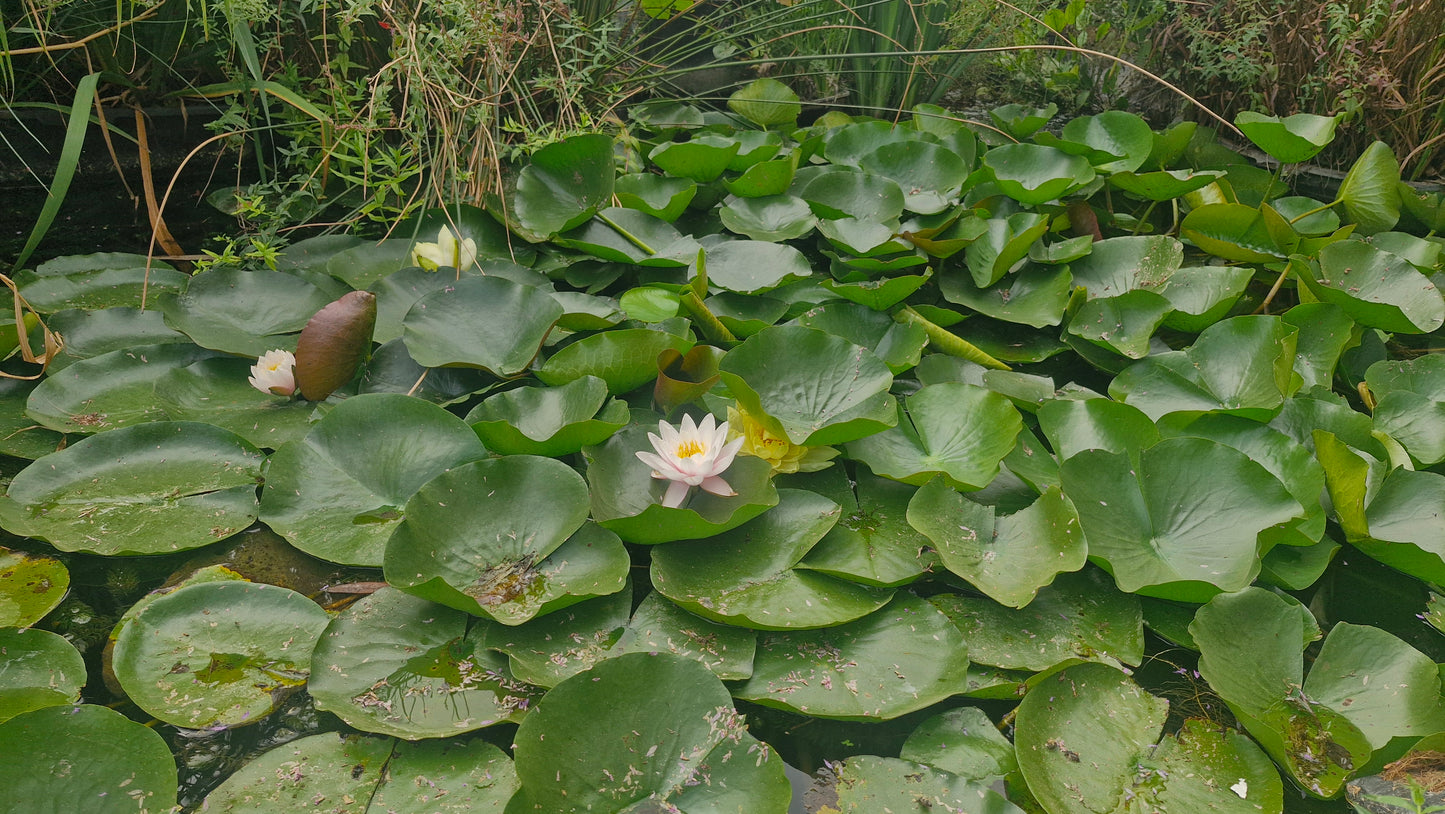 Nufăr roz (Nymphaea ) (DISPONIBIL din mai 2026)