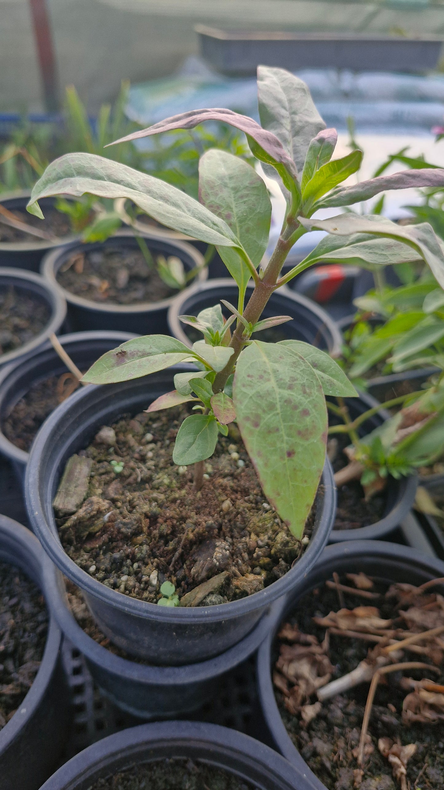 Leandrul de Muntenegru (Asclepias curassavica)
