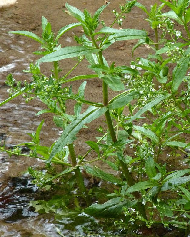 Veronica de apă (Veronica anagallis-aquatica)