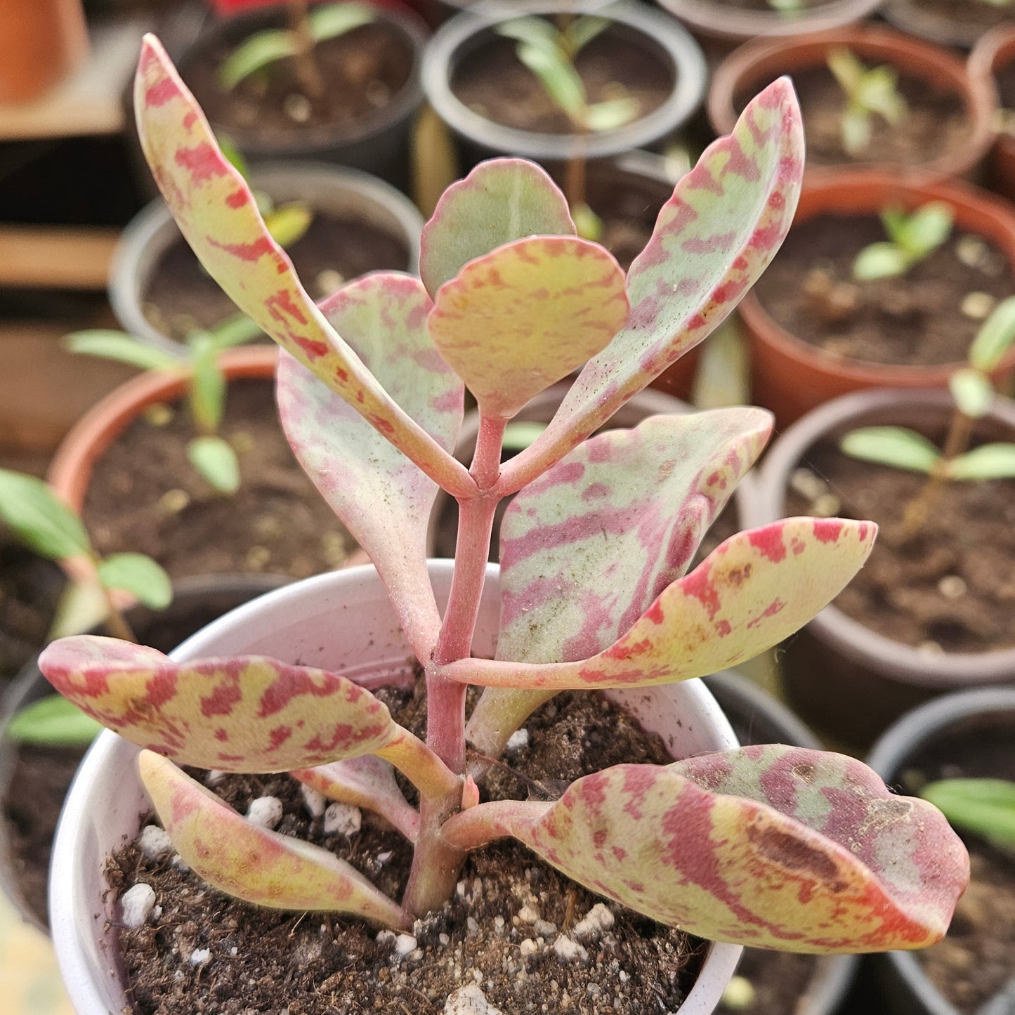Surpriza deșertului (Kalanchoe marmorata)