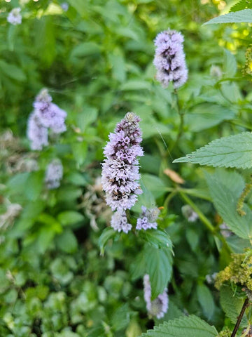 Peppermint (Mentha piperita)