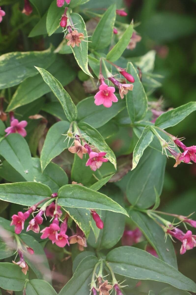 Iasomie roz de munte (Jasminum beesianum)