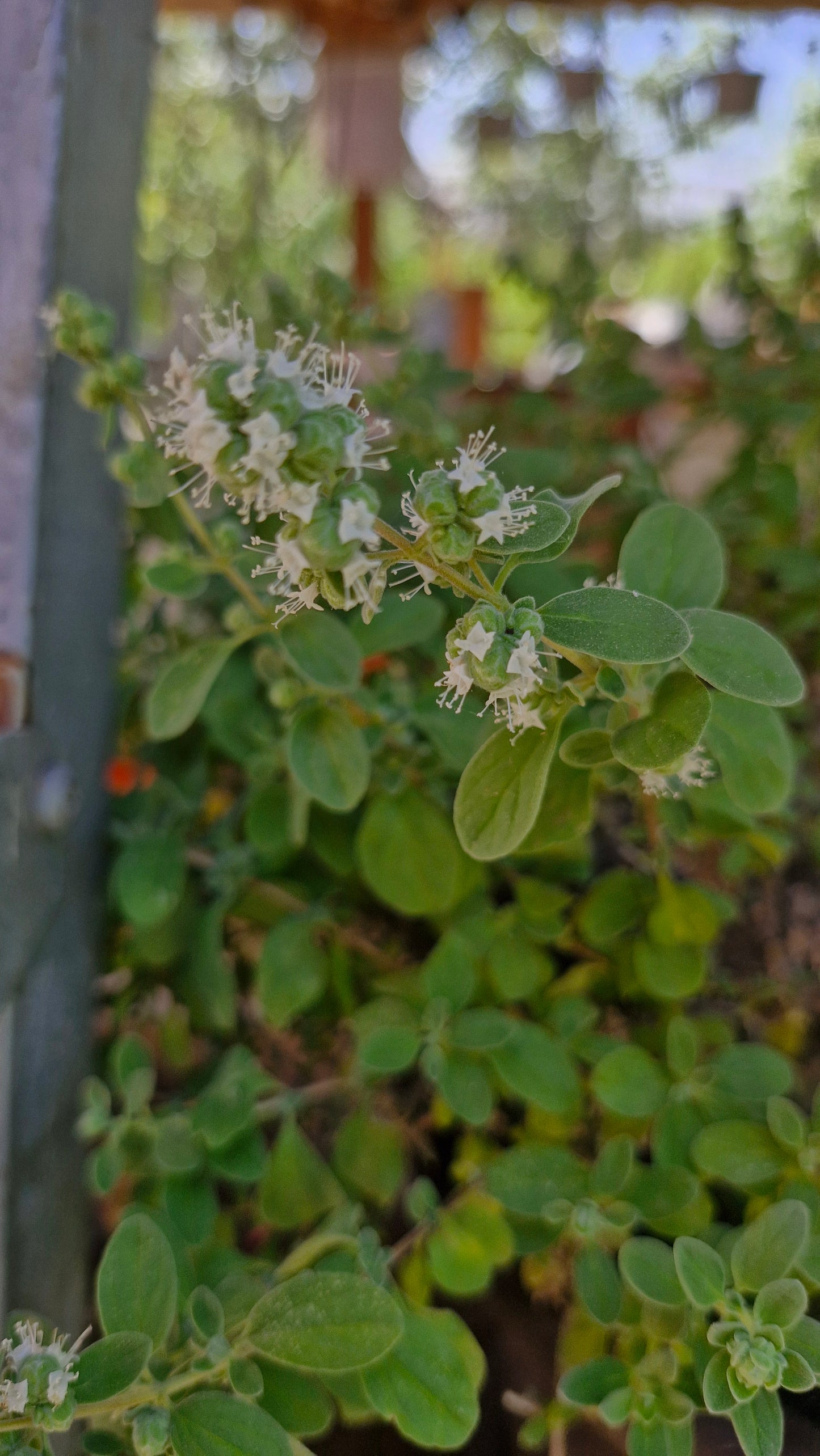 Măghiran / marjoran (Origanum majorana)