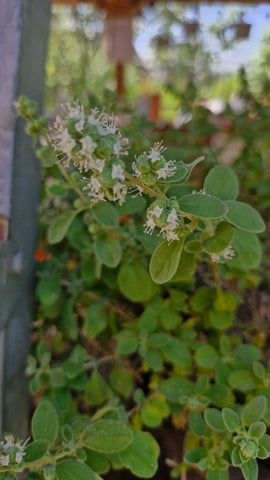Măghiran / marjoran (Origanum majorana)