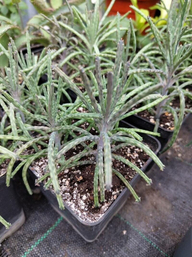 Planta-mamă tubiflora (Kalanchoe delagoensis)