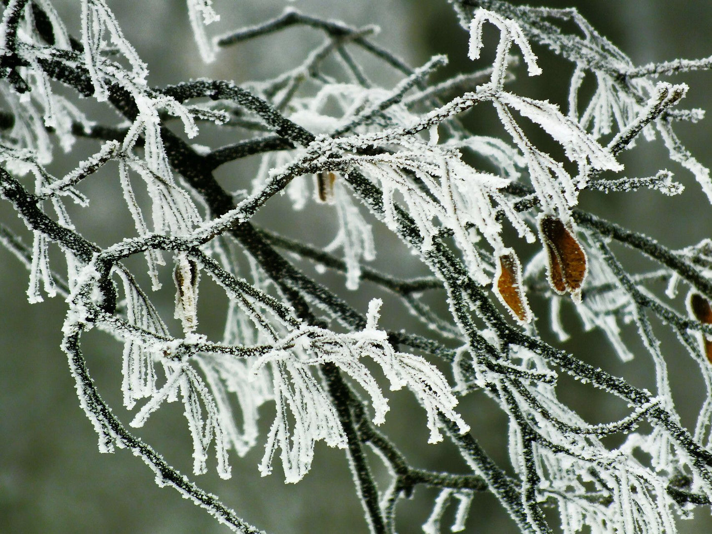 Frasin (Fraxinus excelsior) (rădăcină ambalată, DISPONIBIL DIN sfârșitul octombrie)