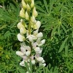 Lupin arbustiv cu flori albe (Lupinus arborescens f. Albiflorus) (disponibil din vara 2026)