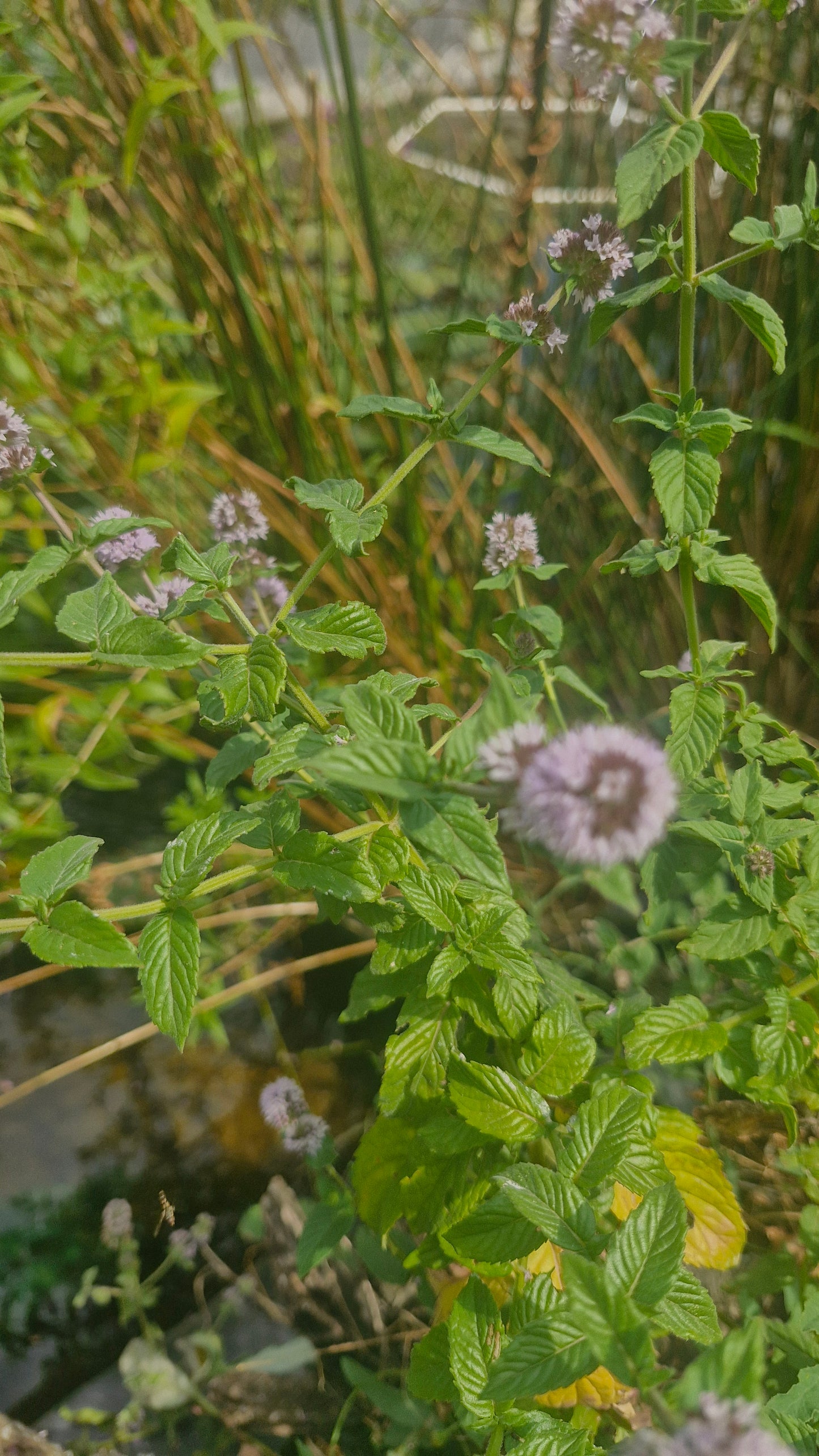 Menta / izma de apă (Mentha aquatica)