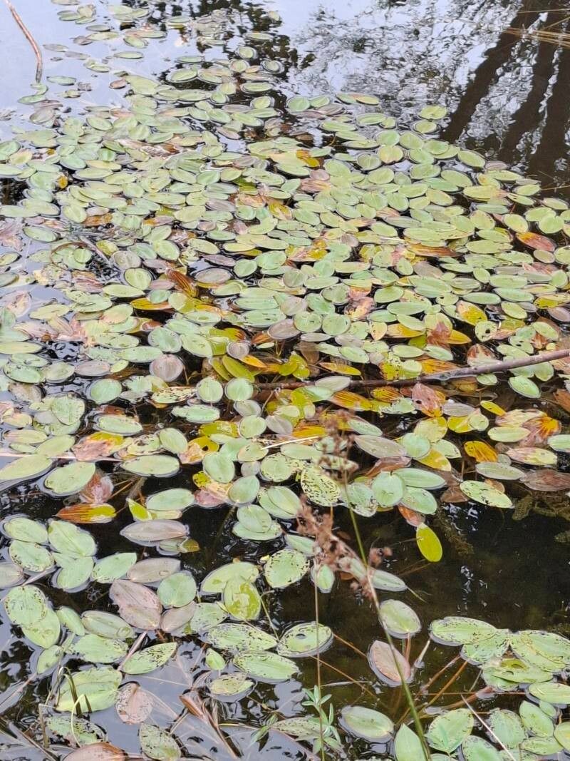 Pătlagină de apă (Potamogeton natans)