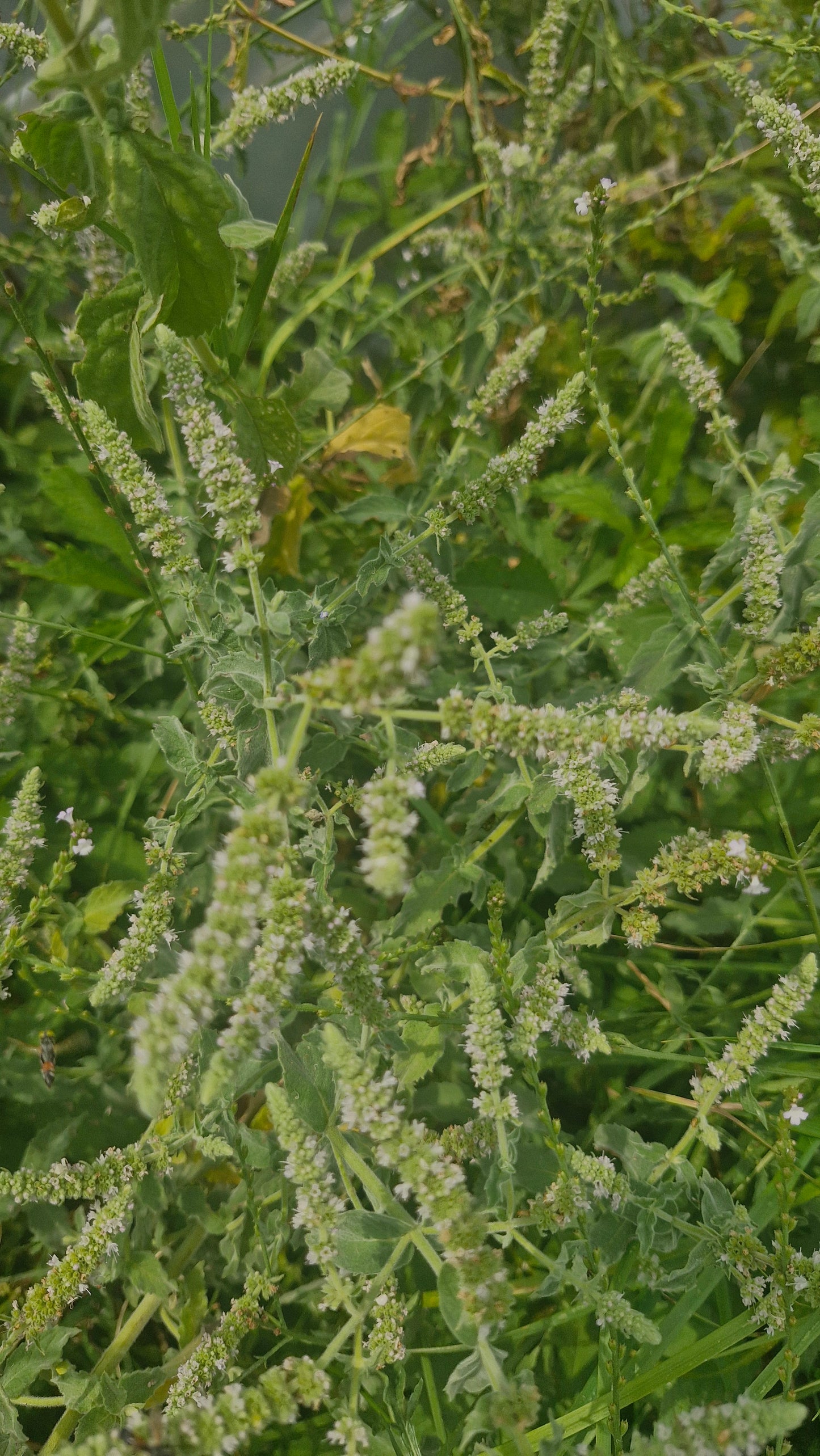 Menta / izma sălbatică (Mentha longifolia)