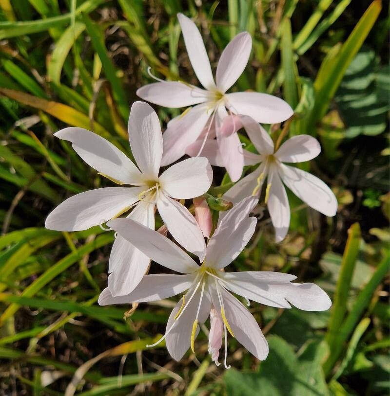 Gladiola de baltă (Schizostylis coccinea)