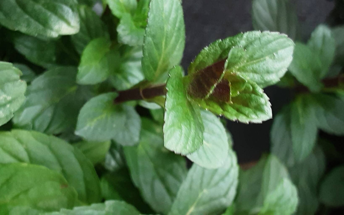 Peppermint (Mentha piperita)