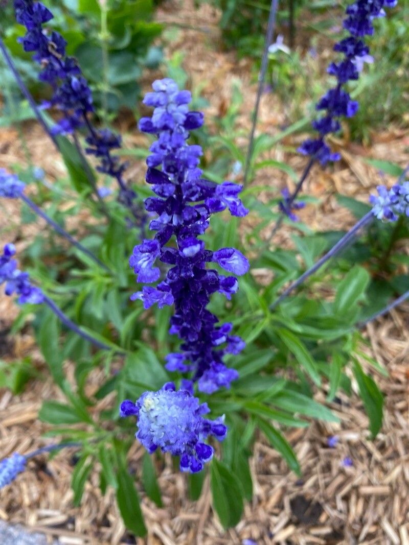 Salvia Blue & Silver Victoria (Salvia farinacea)