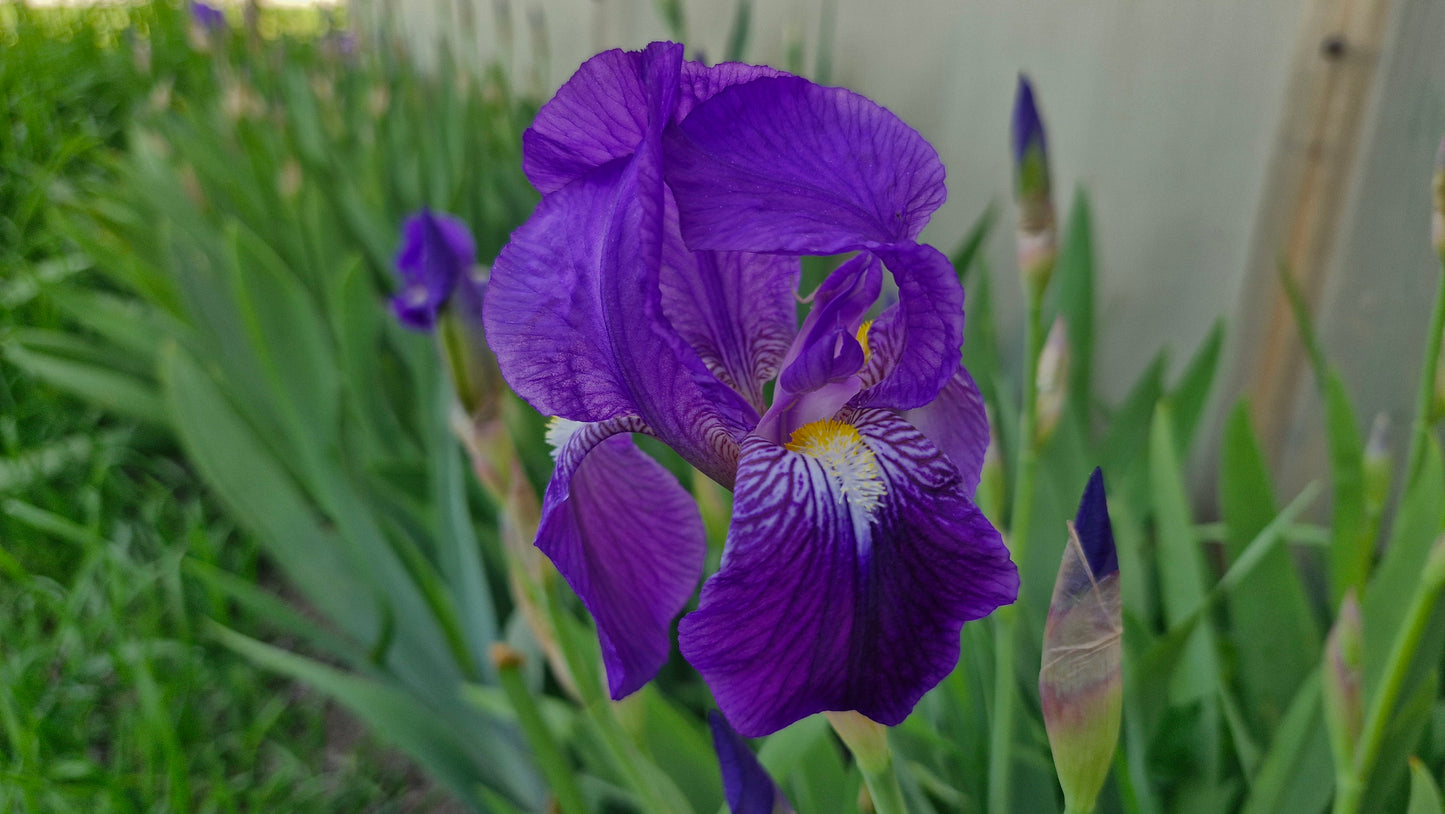 Iris mov cu barbă galbenă / Stânjenel (Iris germanica) (DISPONIBIL DIN AUGUST)