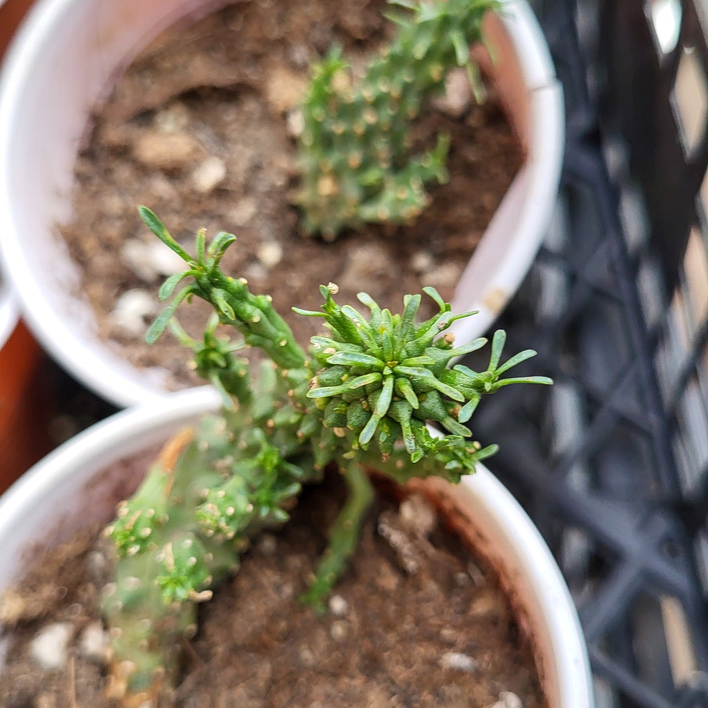 Plantă suculentă Euphorbia flanaganii