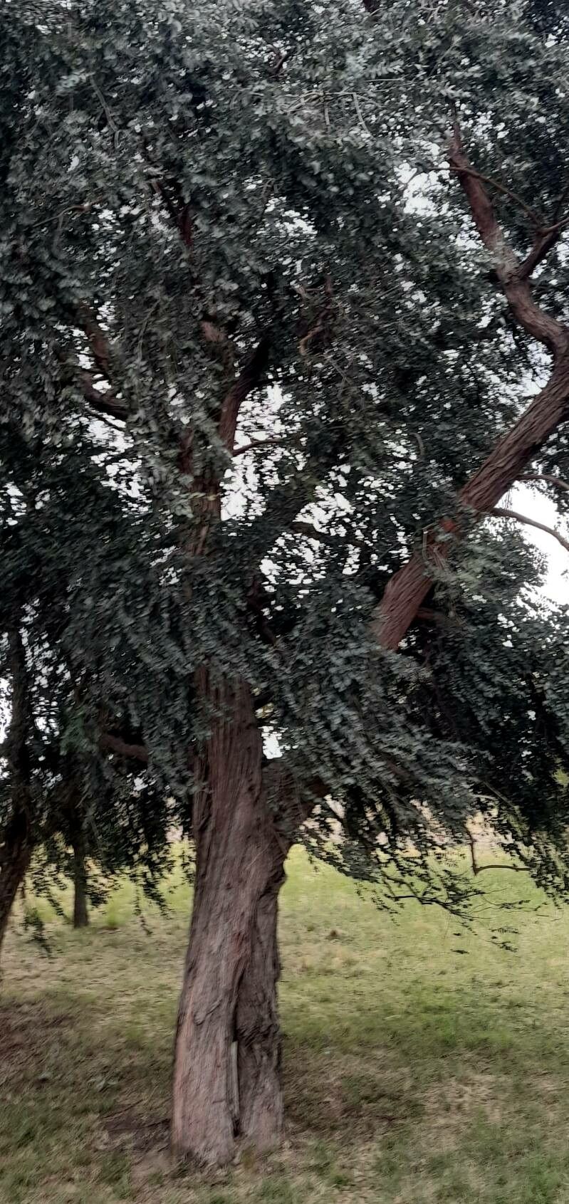 Eucaliptul argintiu (Eucalyptus cinerea 'Silver Dollar')