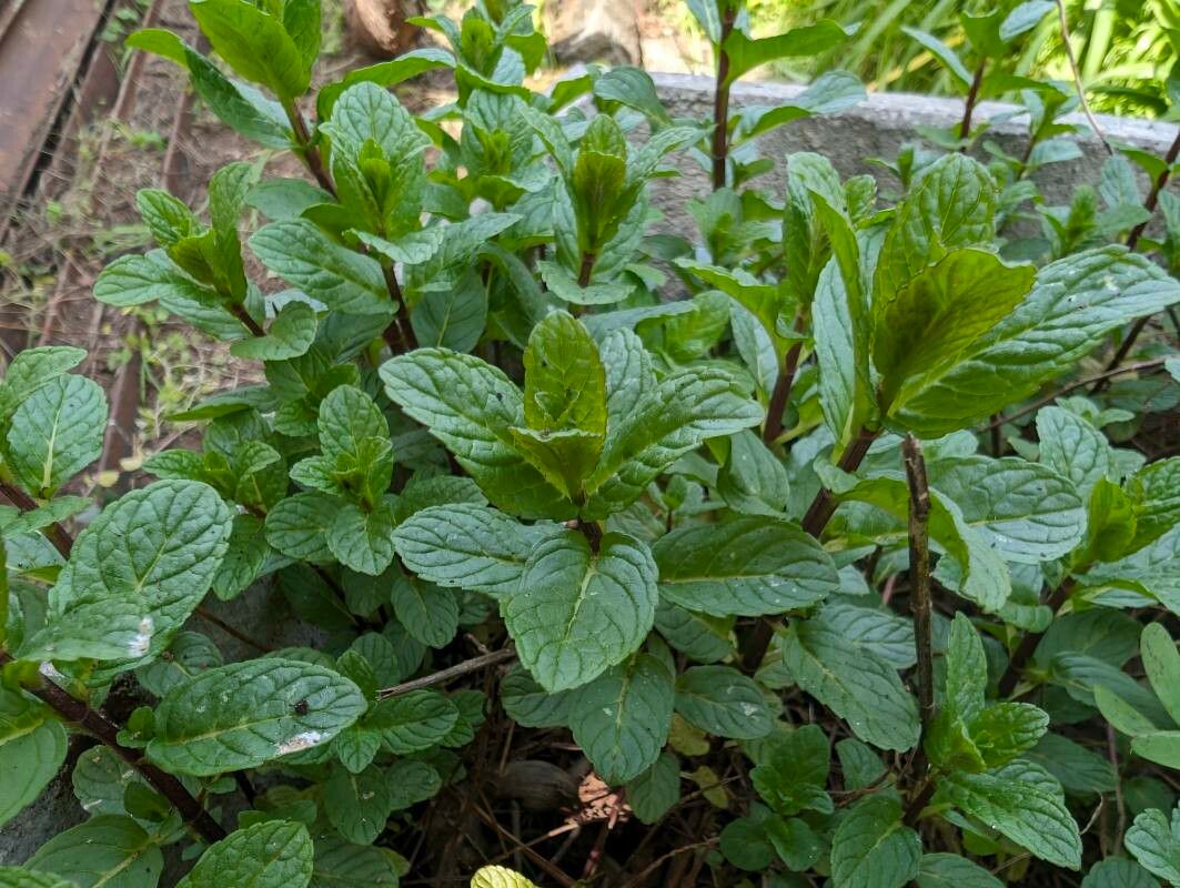 Peppermint (Mentha piperita)