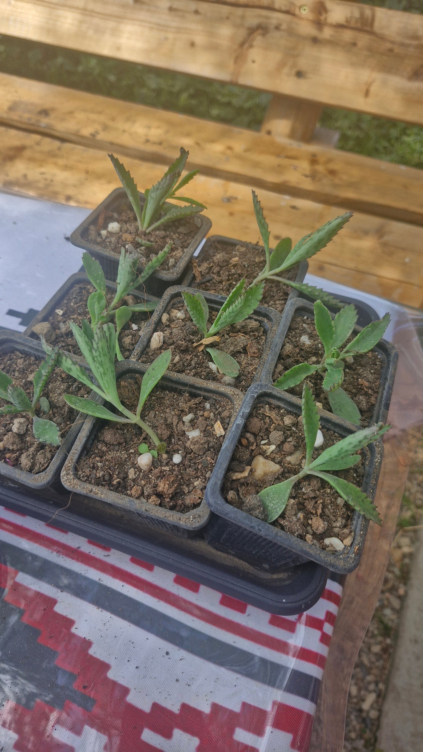 Planta mamă (Kalanchoe daigremontiana)
