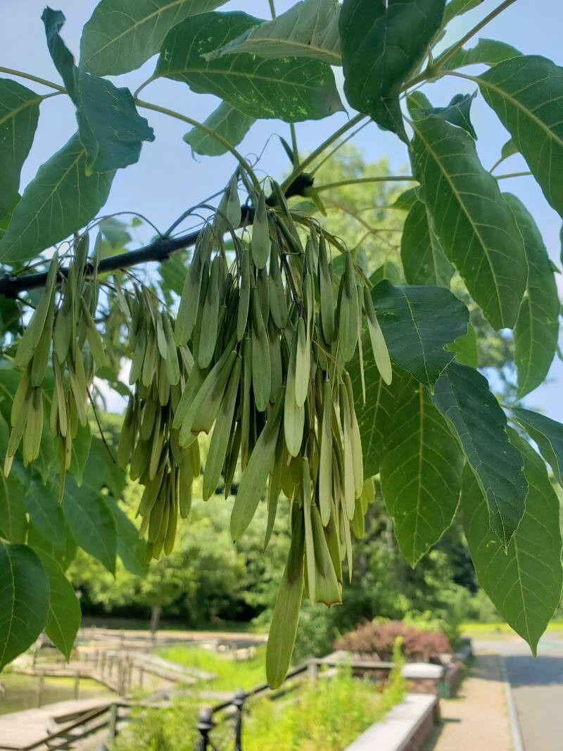 Frasin (Fraxinus excelsior) (rădăcină ambalată, DISPONIBIL DIN sfârșitul octombrie)