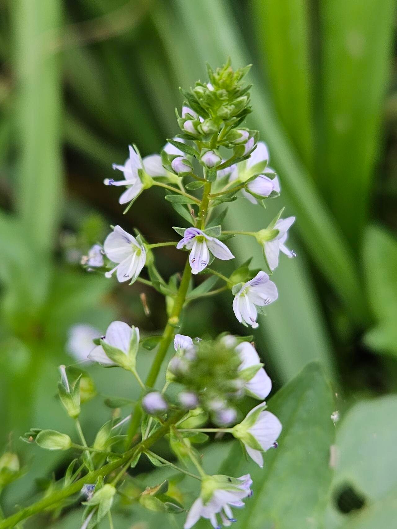 Veronica de apă (Veronica anagallis-aquatica)