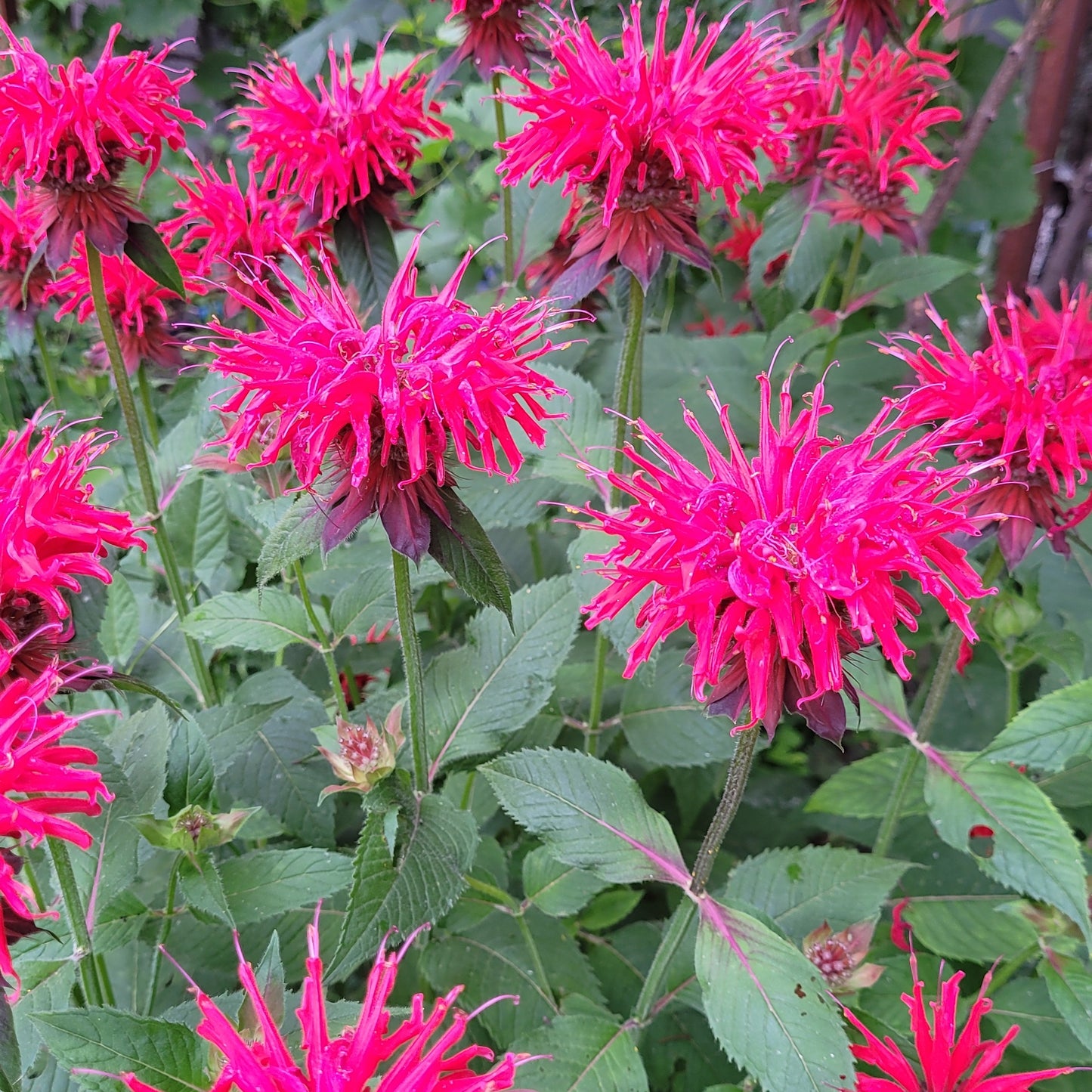 Bergamot roșu / Busuioc turcesc (Monarda didyma)