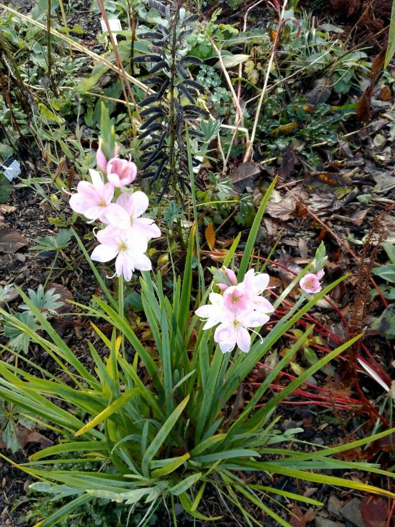 Gladiola de baltă (Schizostylis coccinea)