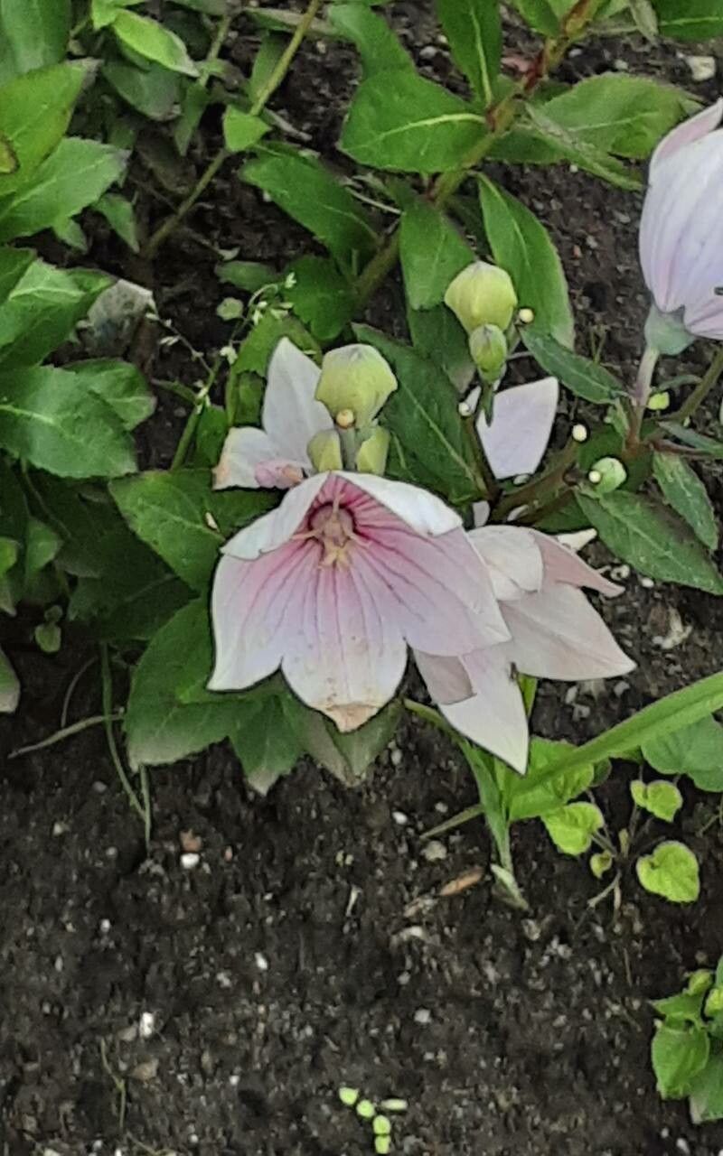 Floarea balon roz (Platycodon grandiflorus)