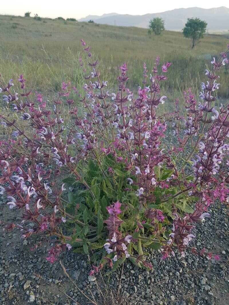Iarba Sfântului Ioan (Salvia sclarea)