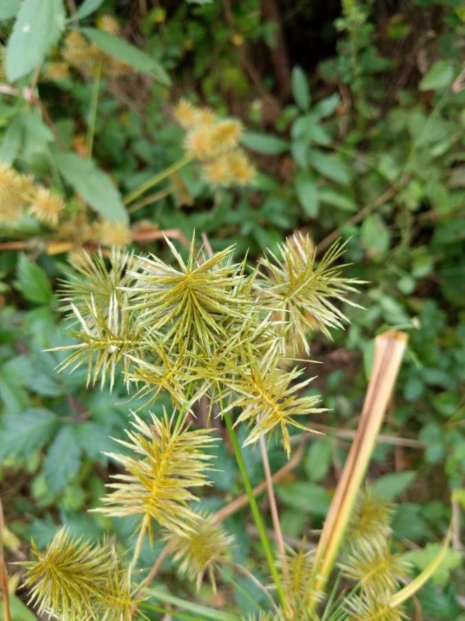 Papirusul sălbatic (Cyperus strigosus)